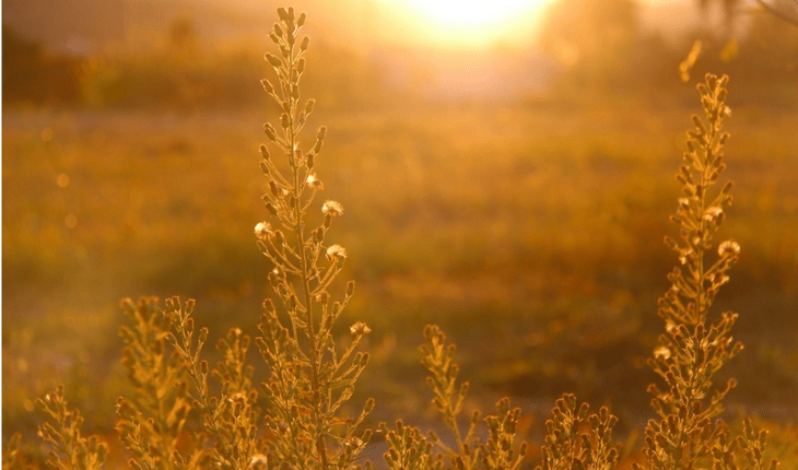 Προστασία φυτών από τον ήλιο και τον καύσωνα