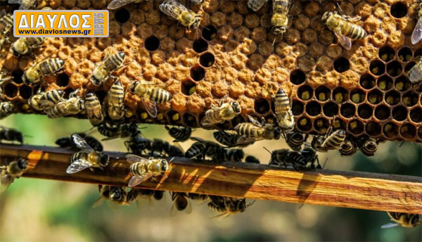 Ξεκινάει δωρεάν κατάρτιση για μελισσοκόμους στην Εύβοια