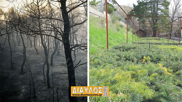 «Κάηκε» και η Αναδάσωση