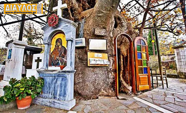 Μοναδικό στο είδος του στην Ελλάδα: Το Εκκλησάκι της Παναγίας που βρίσκεται μέσα στην κουφάλα ενός τεράστιου πλατάνου!